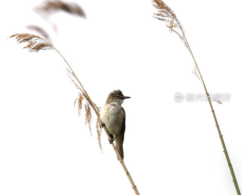 高调大苇莺(Acrocephalus arundinaceus)